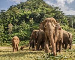 Image of Ethical Elephant Sanctuary, Thailand