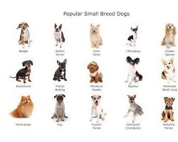 different dog personalitiesの画像