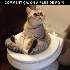 Résultat de recherche d'images pour "image drole de chat"