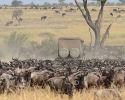 Serengeti Migration, Tanzania