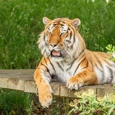 Homem morre após entrar em recinto de tigre em zoológico na Inglaterra