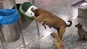 Animals help care