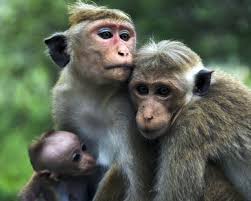 Image result for MONKEYS
