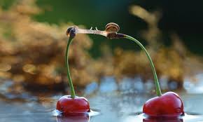 Image result for ‫عشق‬&lrm;