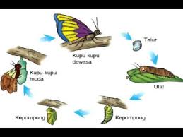 Image result for kitaran kupu kupu