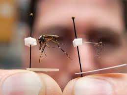 A gallinipper and Asian tiger mosquito. To the left is the gallinipper mosquito, known for its large size and painful bite. At the right is the Asian tiger ... - A-gallinipper-and-Asian-tiger-mosquito