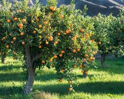 Image of Citrus trees