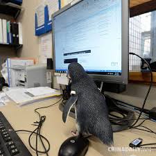 Image result for penguin raised as a baby