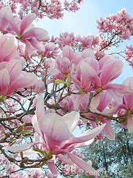 Image result for magnolia