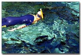 Afbeeldingsresultaat voor bonito brazil