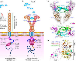 Image of VEGFR2 protein structure