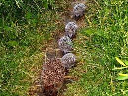 Résultat de recherche d'images pour "row of hedgehogs"