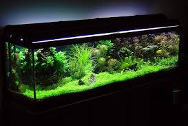 Image result for betta fish tank