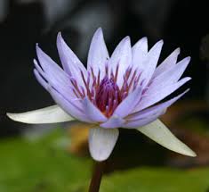 Image result for organisms and their environment