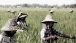  Global warming may have devastating effects on rice