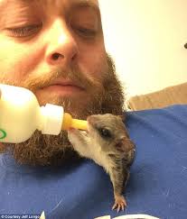 A man and his flying squirrel: Florida man Jeff Longo found a newborn flying squirrel half-dead on a ... - article-0-1A30080A00000578-999_634x743