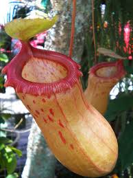 Resultado de imagem para pessoas regando nepenthes