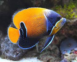 Image result for angelfish