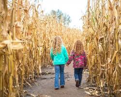 Corn maze