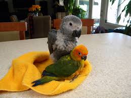 Image result for baby macaw parrot for sale