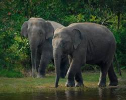 Image of Asian elephant, Cambodia