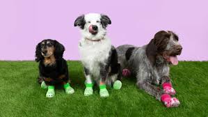 Boots for dogs become ‘Croctober’ smash; sell out fast