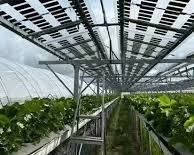 Image of Transparent BIPV agricultural greenhouse