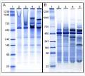 Analysis of the chloroplast protein complexes by blue-native