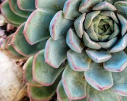 Echeveria succulent resmi