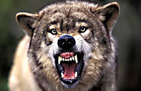 Image result for wolves