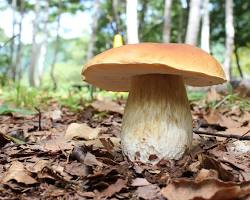 ヤマドリタケの画像