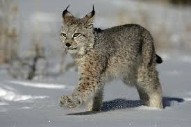 Lynx