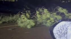 Trees Litter Major Mississippi Highway Amid Tornado Warning