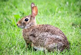 Image result for RABBIT