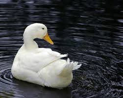 Bildresultat för patos