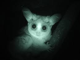 Image result for photos of  All You Need To Know About The African Bush Baby