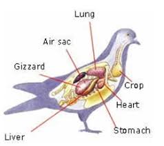 الطيور(سبحان الله) Images?q=tbn:ANd9GcT3PqVyMHfV6e3NU-6TbW5T1QwI8rdYbDqHhItV0bzzxppwRz-9