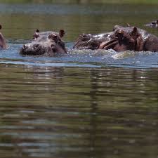 Murió un enorme hipopótamo en inmediaciones de la Hacienda Nápoles: habría perdido una batalla por aparearse
