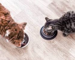 dog and cat eating from separate bowlsの画像