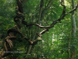 Image result for sinharaja forest map
