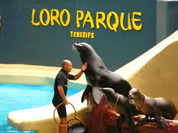 Resultado de imagen de imagenes de loro parque