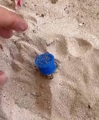 Kitesurfer Spots A Bottle Cap Crawling Through The Sand — Then Realizes Who's Inside