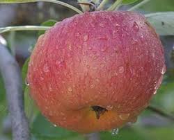 Image result for early transparent gage