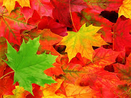 Image result for autumn