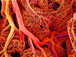Image result for blood vessels of the body