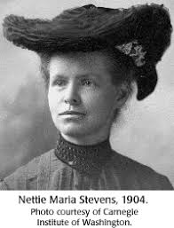 Nettie Maria Stevens (1861-1912). Nettie Maria Stevens. Nettie Stevens was one of the first female scientists to make a name for herself in the biological ... - 9bio