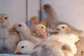 cara ternak ayam potong yang efektif