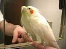 2 parrots singing and talking cockatiels videos