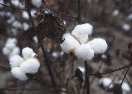 Image result for cotton