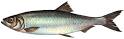 Atlantic Herring : Greater Atlantic Regional Fisheries Office